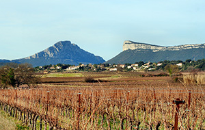 aoc pic saint loup